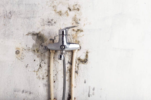 Best Affordable Mold Removal  in Howland Center, OH