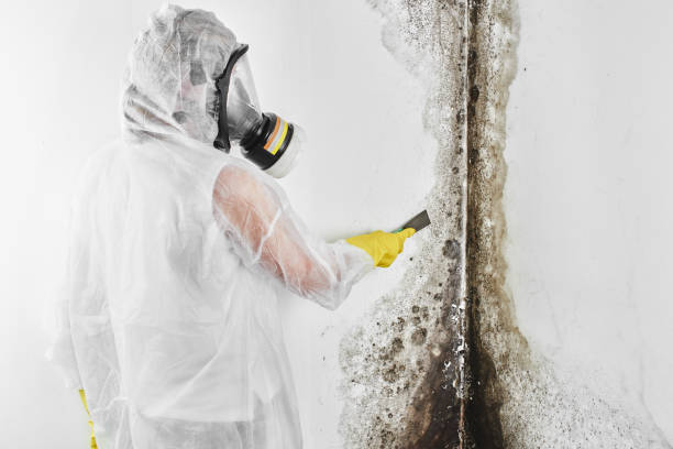 Best Certified Mold Removal  in Howland Center, OH