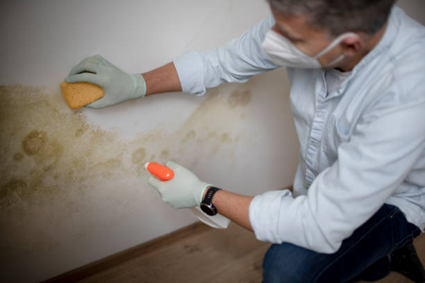 Best Mold Cleaning Services  in Howland Center, OH