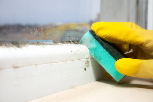 Best Mold Remediation  in Howland Center, OH