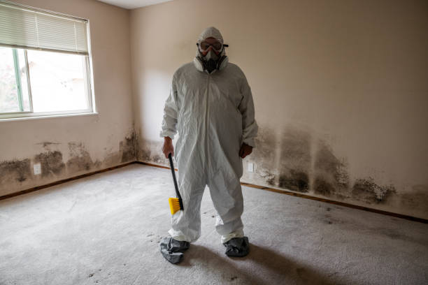Best Mold Removal Process  in Howland Center, OH