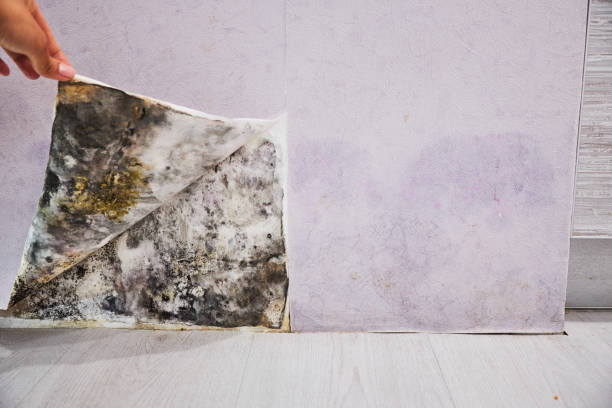 Best Certified Mold Removal  in Howland Center, OH